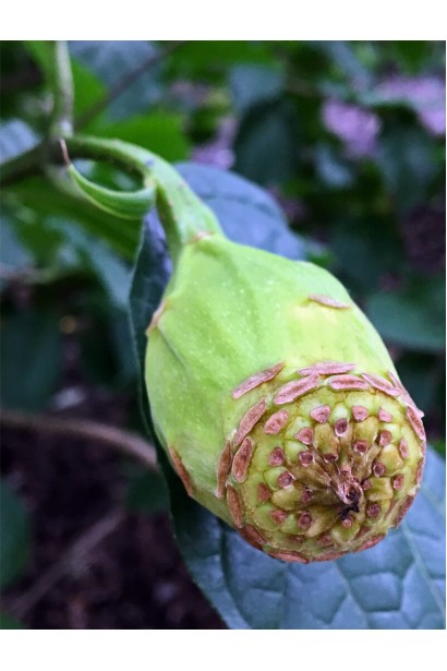 Плоди Калікантуса Венус